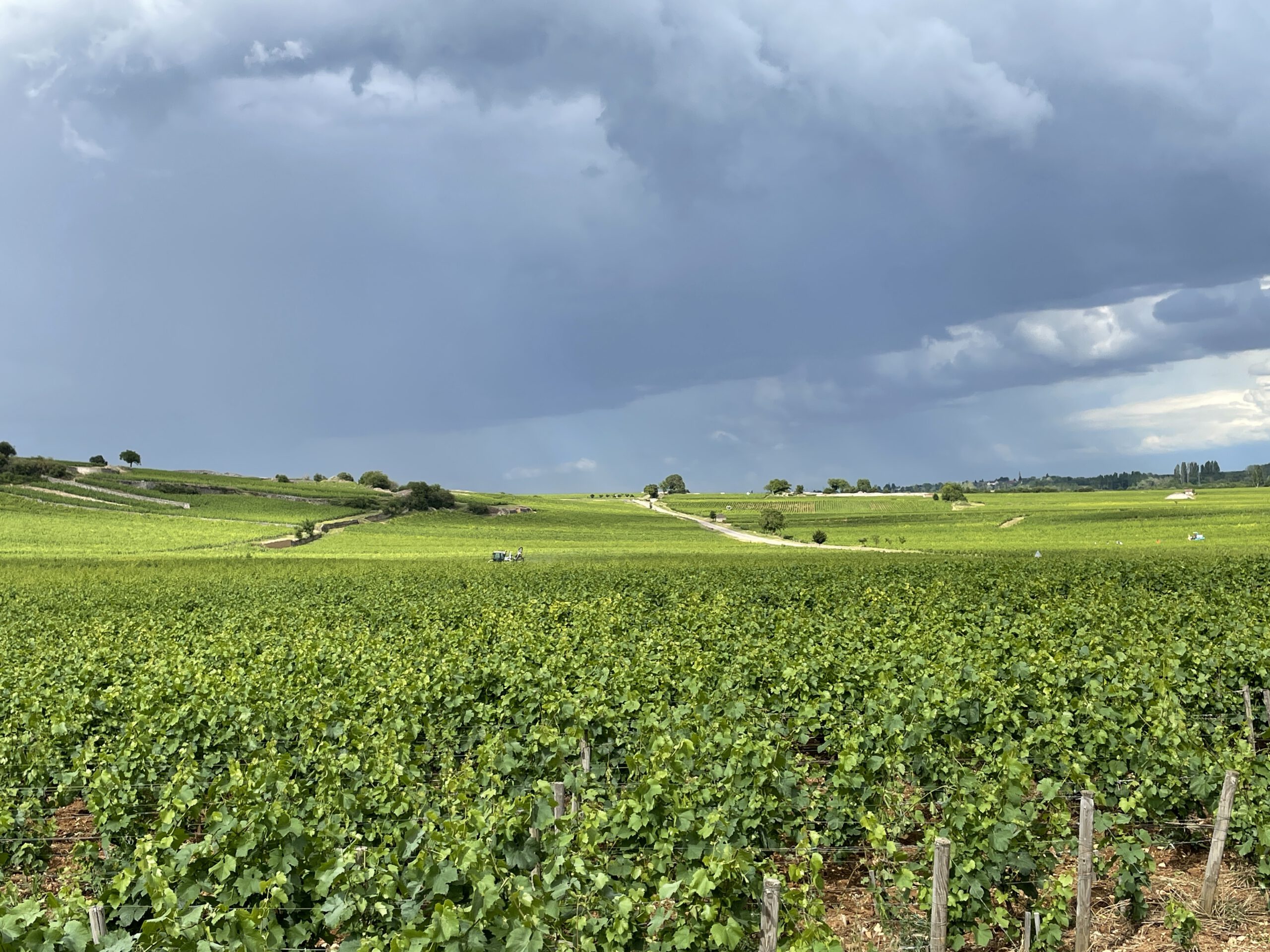 Burgunder Weinberge