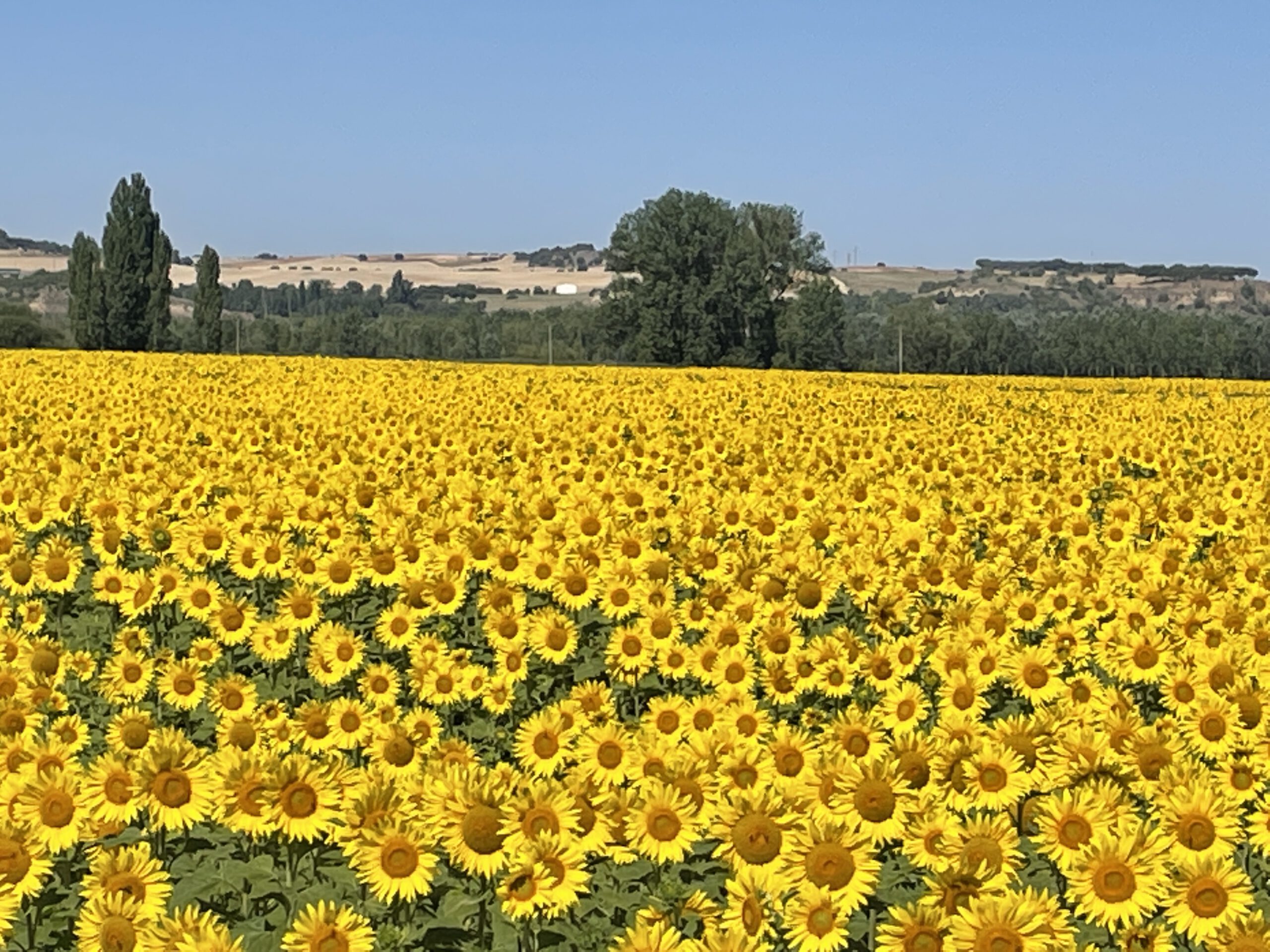 Sonnenblumenfelder nach Castronuño